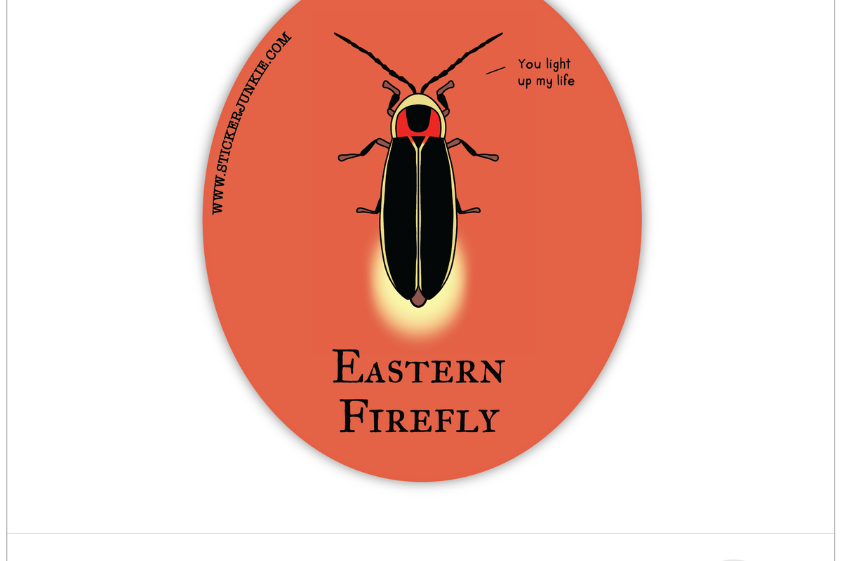 Eastern Firefly - Alexandra Tinsley 2.5x3